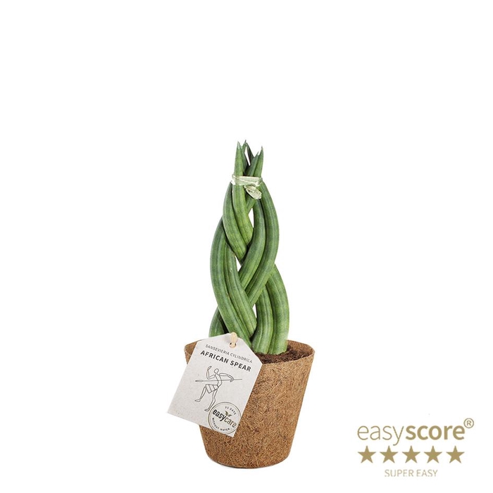 <h4>SANSEVIERIA CYLINDRICA P9 BRAID COCOZ</h4>