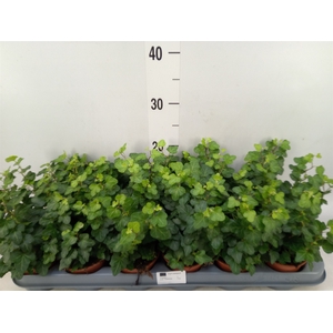 Hedera helix 'Wonder'