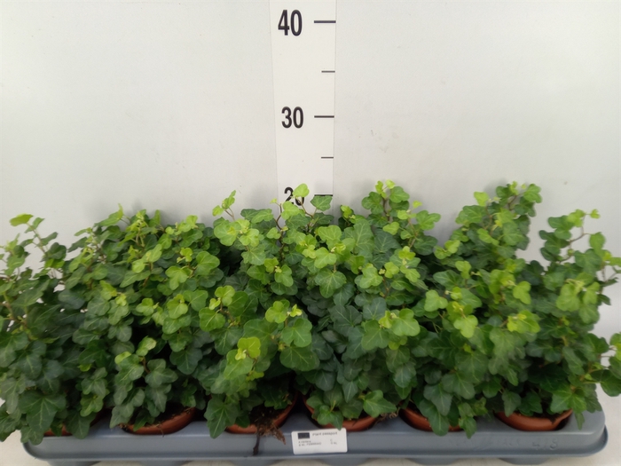 <h4>Hedera helix 'Wonder'</h4>