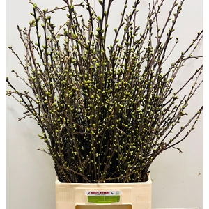 KERSENBLOESEM PER BOS