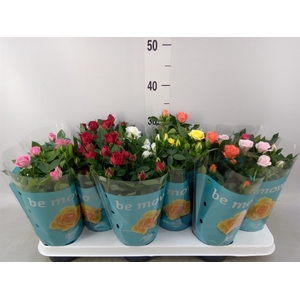 Rosa  'Beau Monde'   ...mix