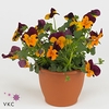 Viola cornuta oranje met paarse vlag