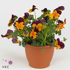 Viola cornuta oranje met paarse vlag