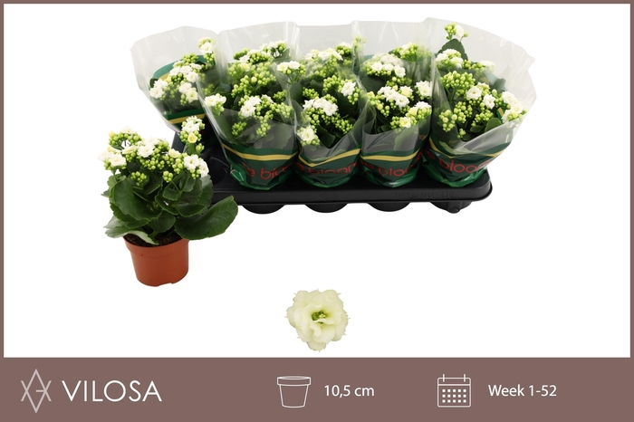 <h4>KAL GE WHITES WHITE</h4>