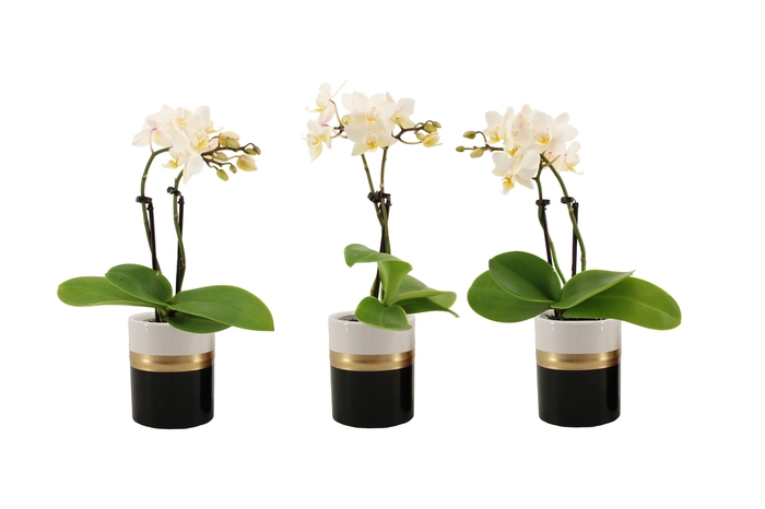 <h4>Dolomite Horizon Black Tiny Dolls Wit 2T12+ Aqu@</h4>