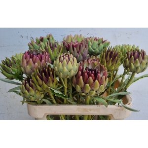 CYNARA SC GREEN GLOB