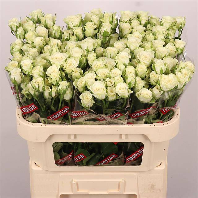 <h4>Rosa spray snowflake</h4>