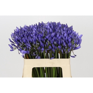 Agapanthus EYFORI Blue
