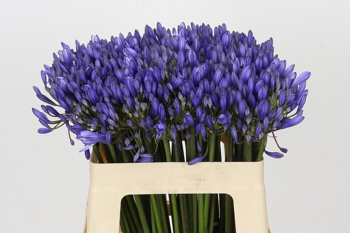 <h4>Agapanthus EYFORI Blue</h4>