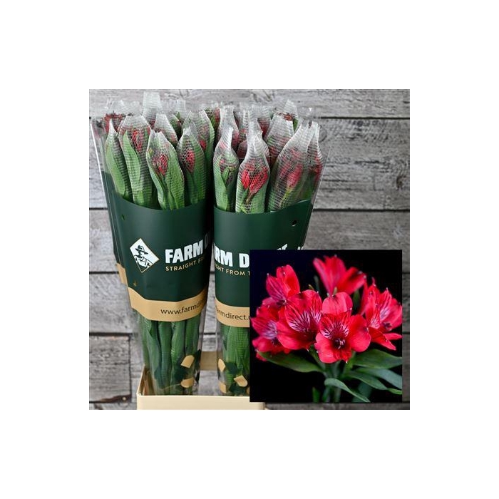 <h4>Alstro Nadya 70gr</h4>