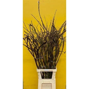 Salix Sekka Bandwilg