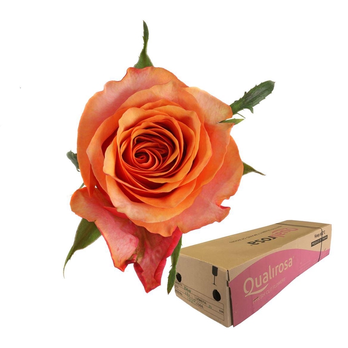 <h4>R Gr Espana -in box</h4>