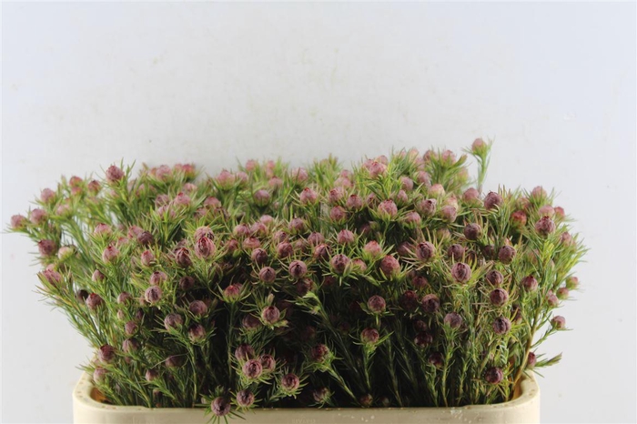 <h4>Leucad Jubilee Crown</h4>