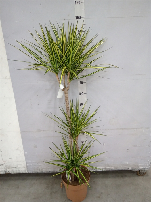 <h4>Dracaena marg. 'Sunray'</h4>