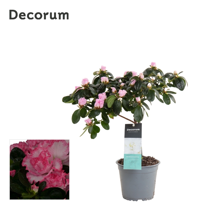 <h4>Azalea 13 cm stam bont - Decorum</h4>