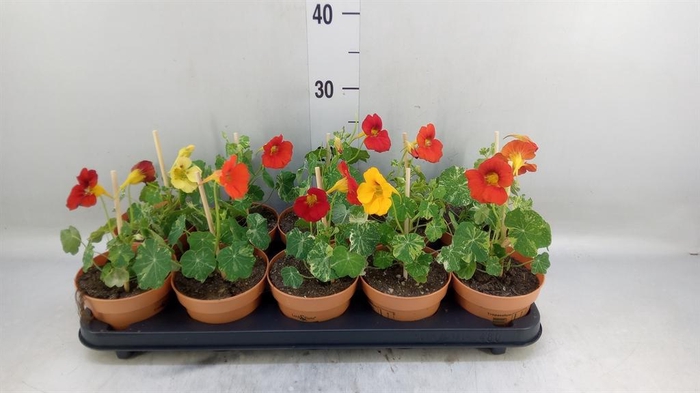 <h4>Tropaeolum majus</h4>