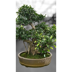 Ficus retusa, pot 49cm. Height 80cm.( single item)