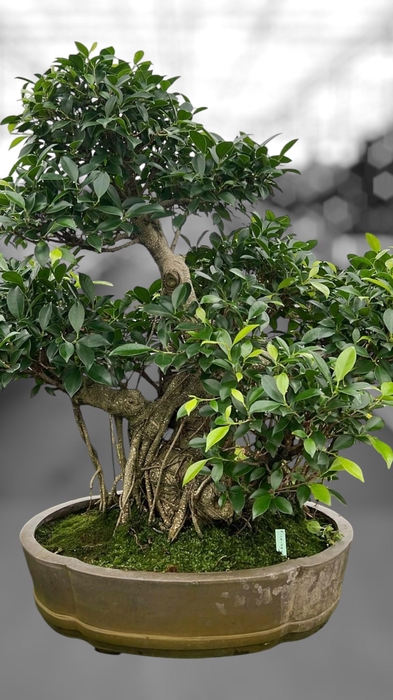 <h4>Ficus retusa, pot 49cm. Height 80cm.( single item)</h4>