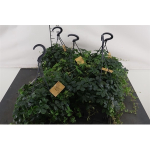 Parthenocissus 15 Cm. Hangpot Inserta