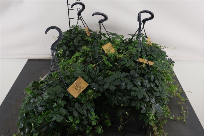 <h4>Parthenocissus 15 Cm. Hangpot Inserta</h4>