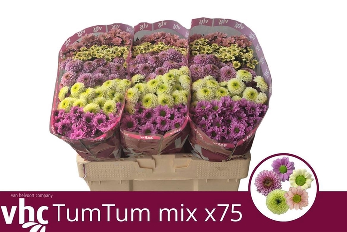 <h4>Chr S Gem Tum Tum</h4>