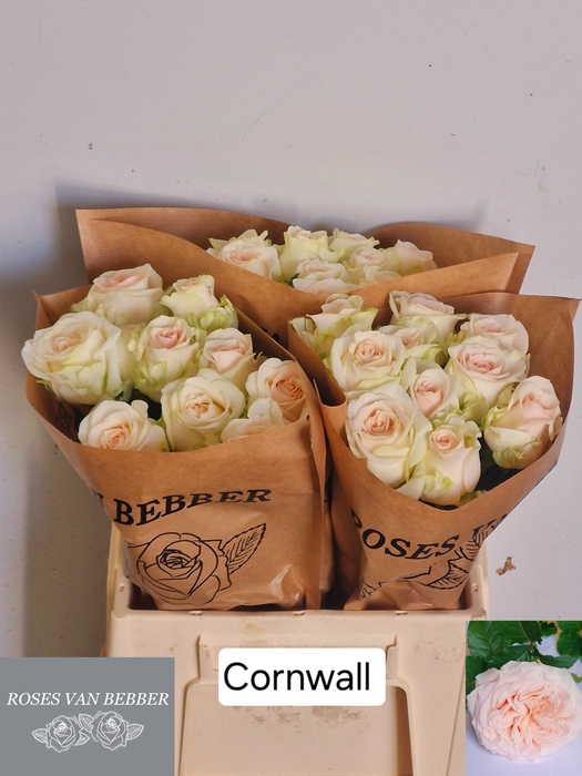 <h4>R GR CORNWALL</h4>
