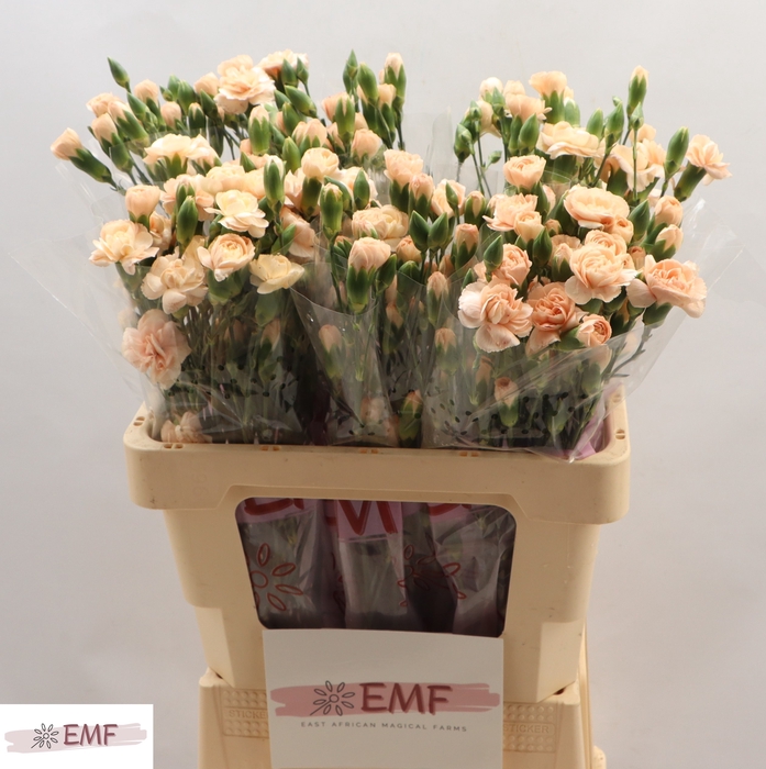 <h4>DI TR HAMADA</h4>