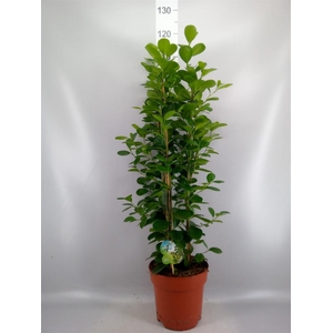 Ficus microcarpa 'Moclame'