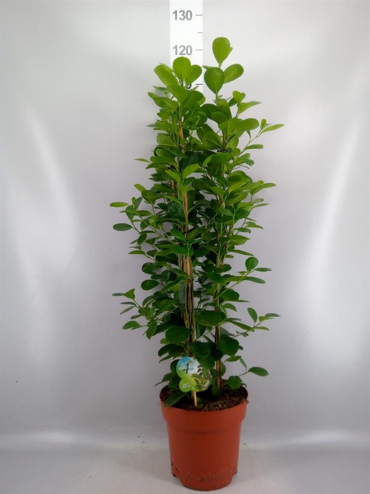 <h4>Ficus microcarpa 'Moclame'</h4>