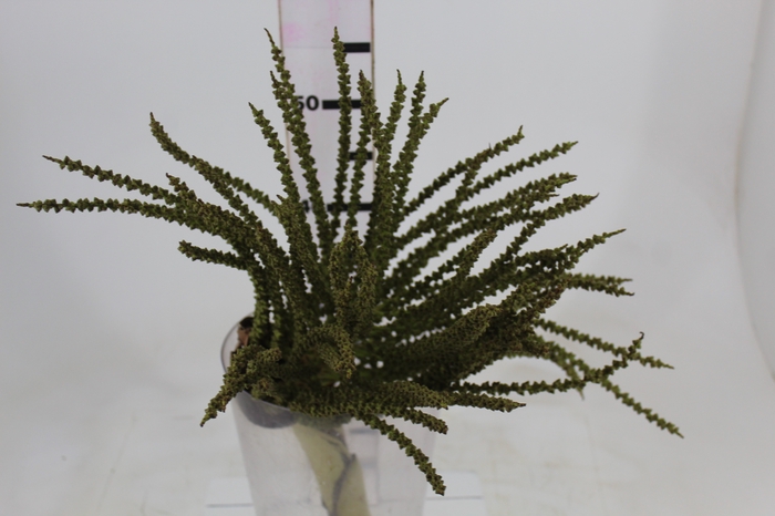 <h4>CACHO DE CARIOTA</h4>