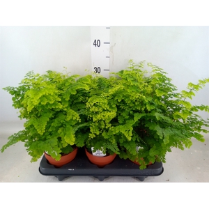 Adiantum raddi. 'Fritz-Luthi'