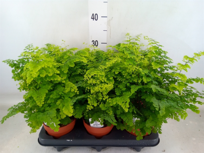 <h4>Adiantum raddi. 'Fritz-Luthi'</h4>