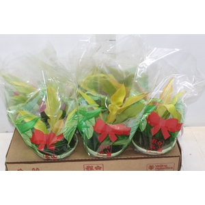 PHILODENDRON GERGAJI GOLDEN P15