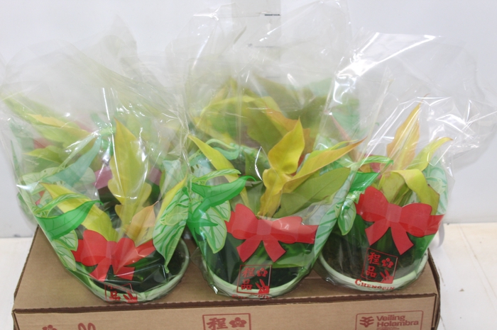 <h4>PHILODENDRON GERGAJI GOLDEN P15</h4>