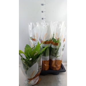 Spathiphyllum  'Sweet Chico'
