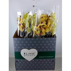 Phalaenopsis   ...yellow