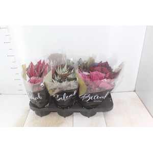 BEGONIA BELEAF P15 PO