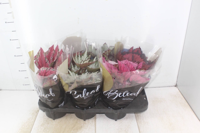 <h4>BEGONIA BELEAF P15 PO</h4>