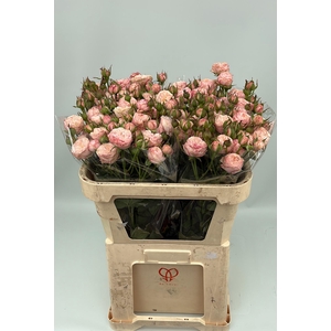 R TR ROYAL BLUSH