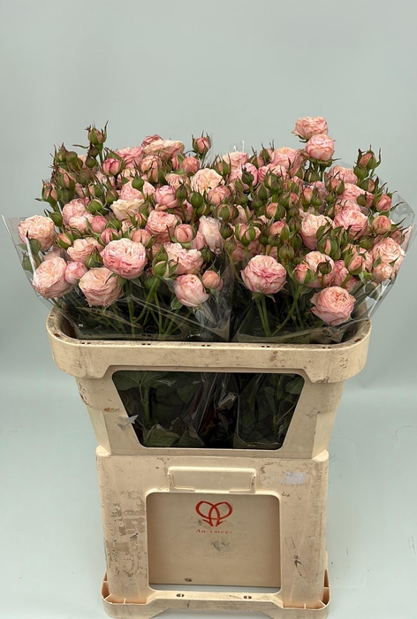 <h4>R TR ROYAL BLUSH</h4>