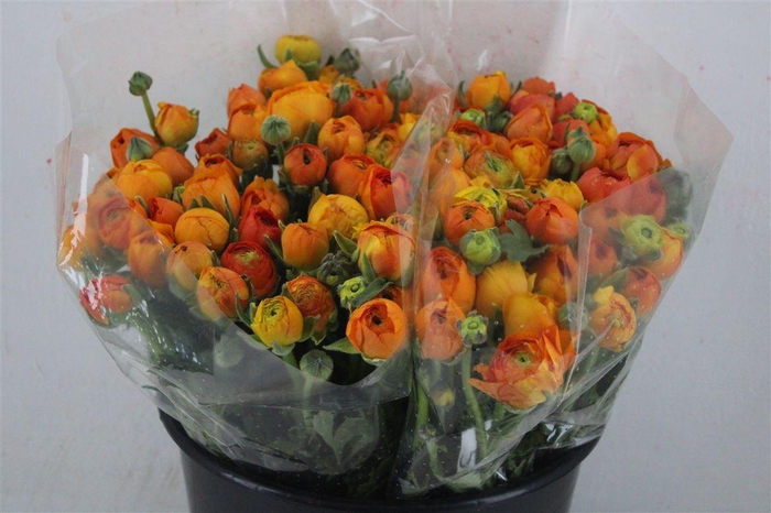 <h4>Ran Elegance Orange</h4>