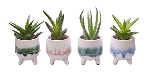 <h4>ALOE MIX P6 L 709</h4>