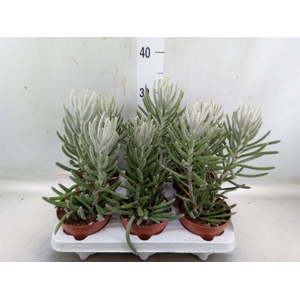 Euphorbia   ...