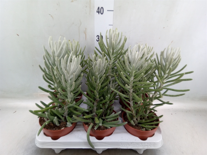 <h4>Euphorbia   ...</h4>