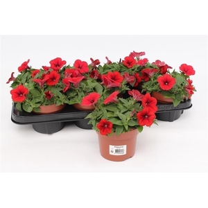Petunia Surfinia Red