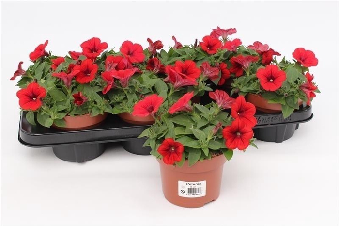 <h4>Petunia Surfinia Red</h4>