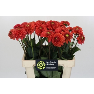 Dahlia Orange Fox