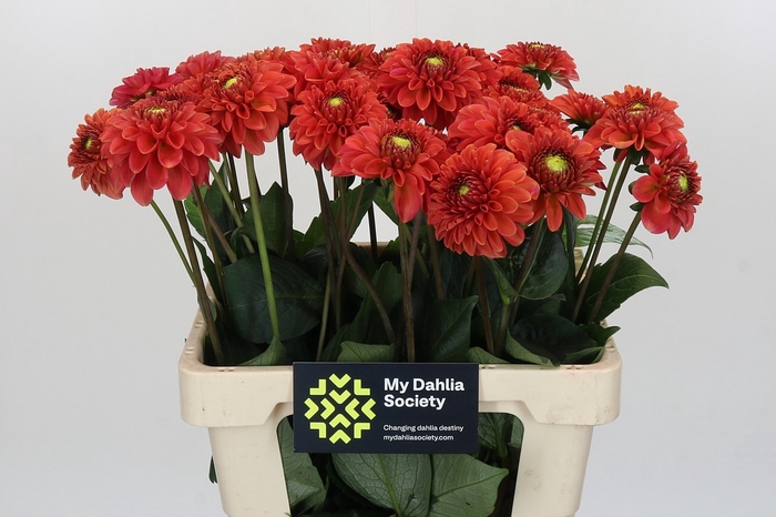 Dahlia Orange Fox