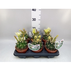 Ferocactus hamatacanthus