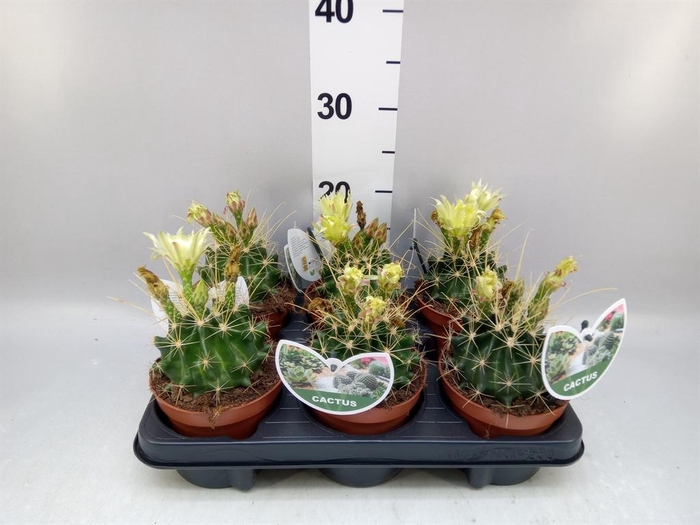 <h4>Ferocactus hamatacanthus</h4>